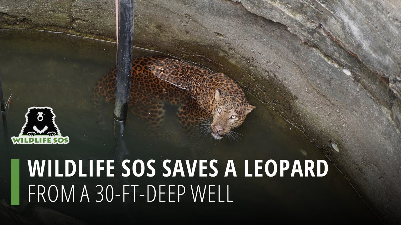 Wildlife SOS Saves A Leopard From A 30-Ft-Deep Well
