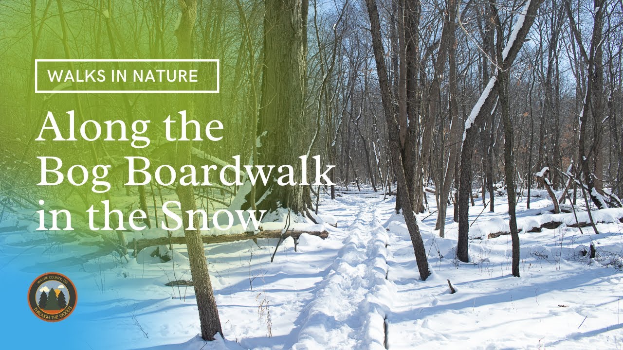 Snowy Bog Boardwalk | February 2021