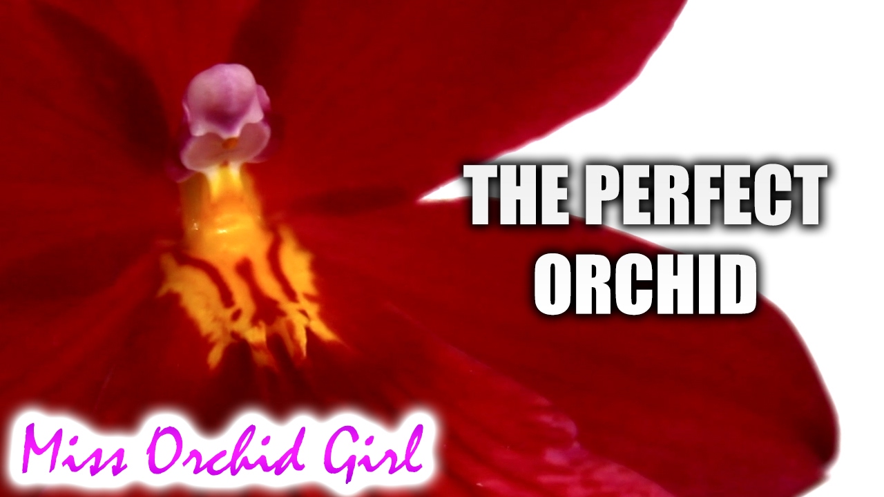 I found the perfect Orchid - Never before seen Nelly Isler?