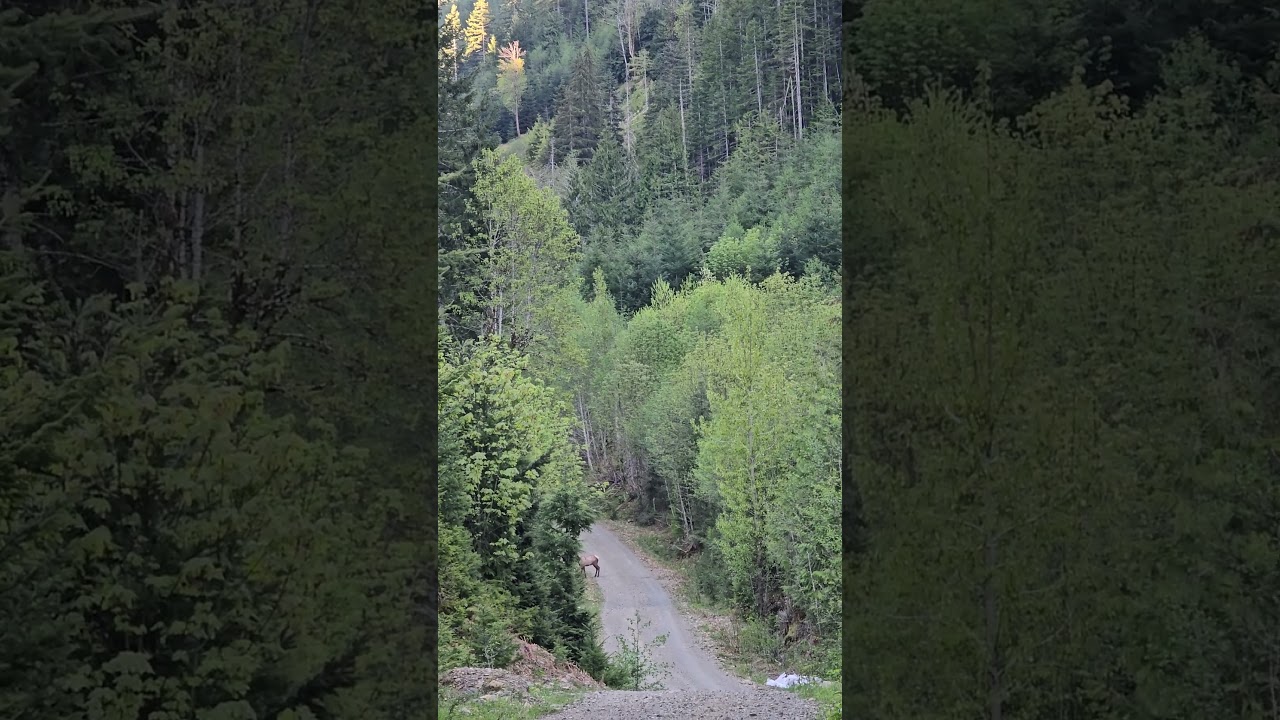 I confused the elk...😆