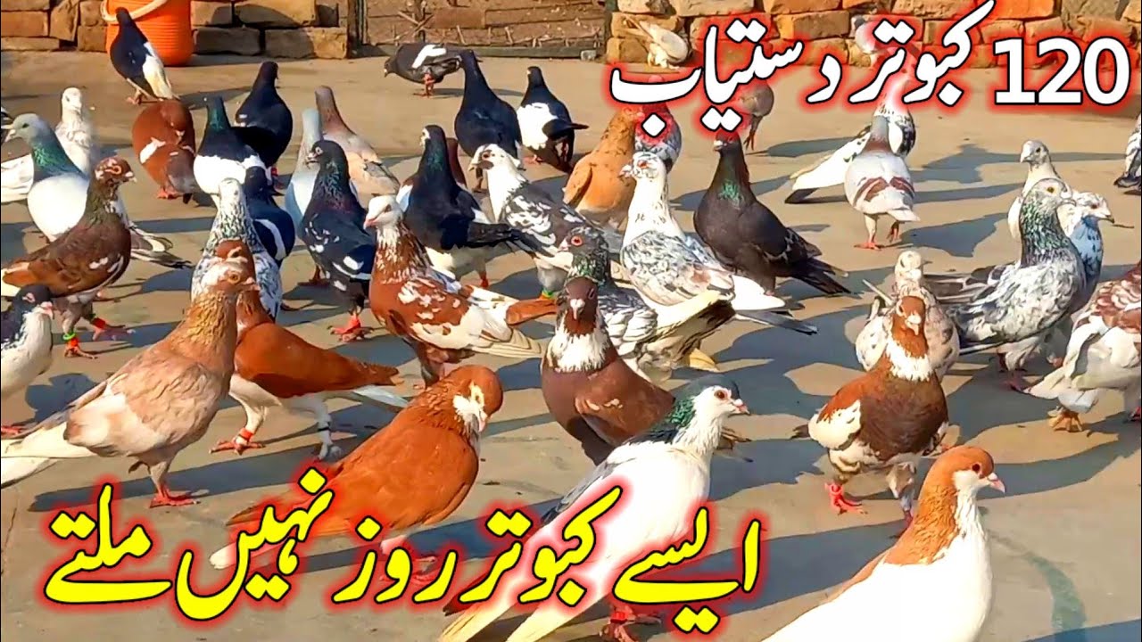120 Pigeons For Sale | 03146721865 1 | Pigeons Like This Are Not Found Every Day | 