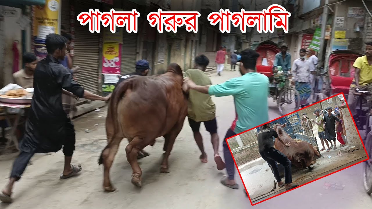 Pagla Goru Unloading | Qurbani Cow Unloading | Mad Bull | Pagla Goru | Pagla Gorur Paglami