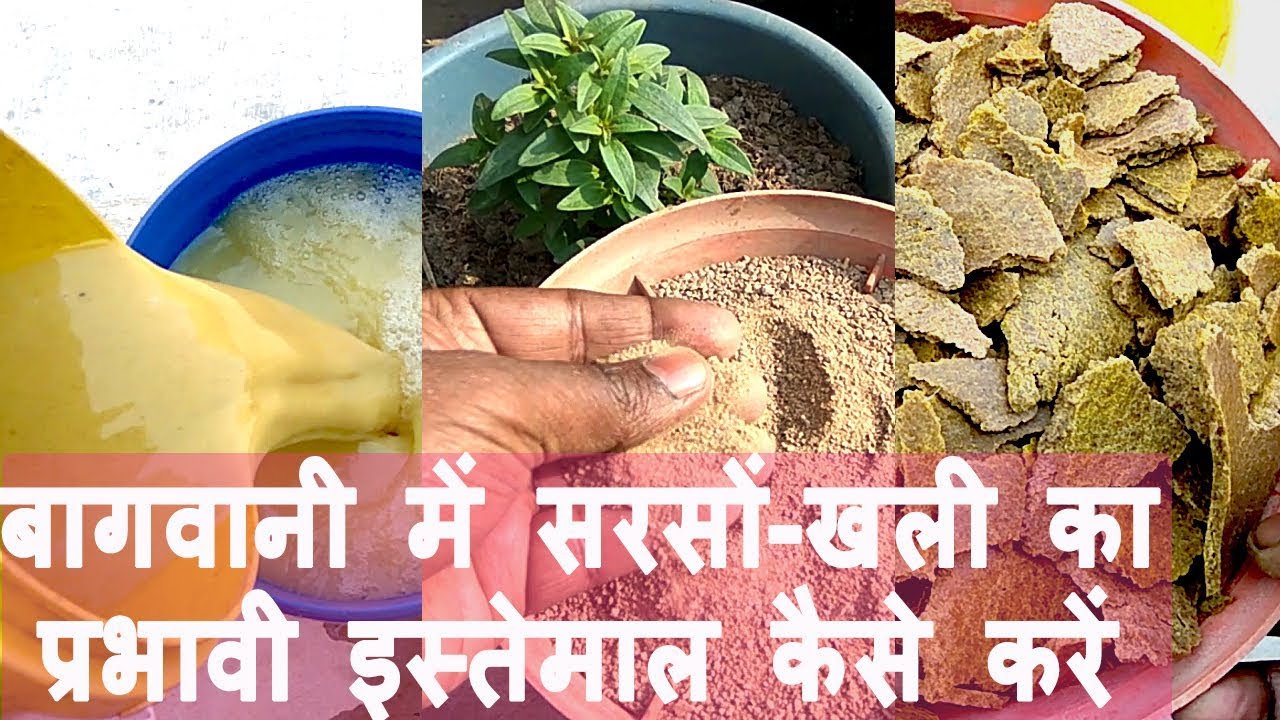 Effective ways of using Mustard-cake for your garden//सरसों-खली का प्रभावी इस्तेमाल।