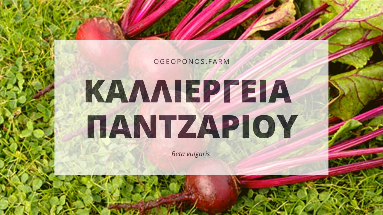ΚΑΛΛΙΕΡΓΕΙΑ ΠΑΝΤΖΑΡΙΟΥ Beta vulgaris OGEOPONOS.FARM         ΟΝΟΥΦΡΙΟΣ ΔΗΜΗΤΡΑΣ