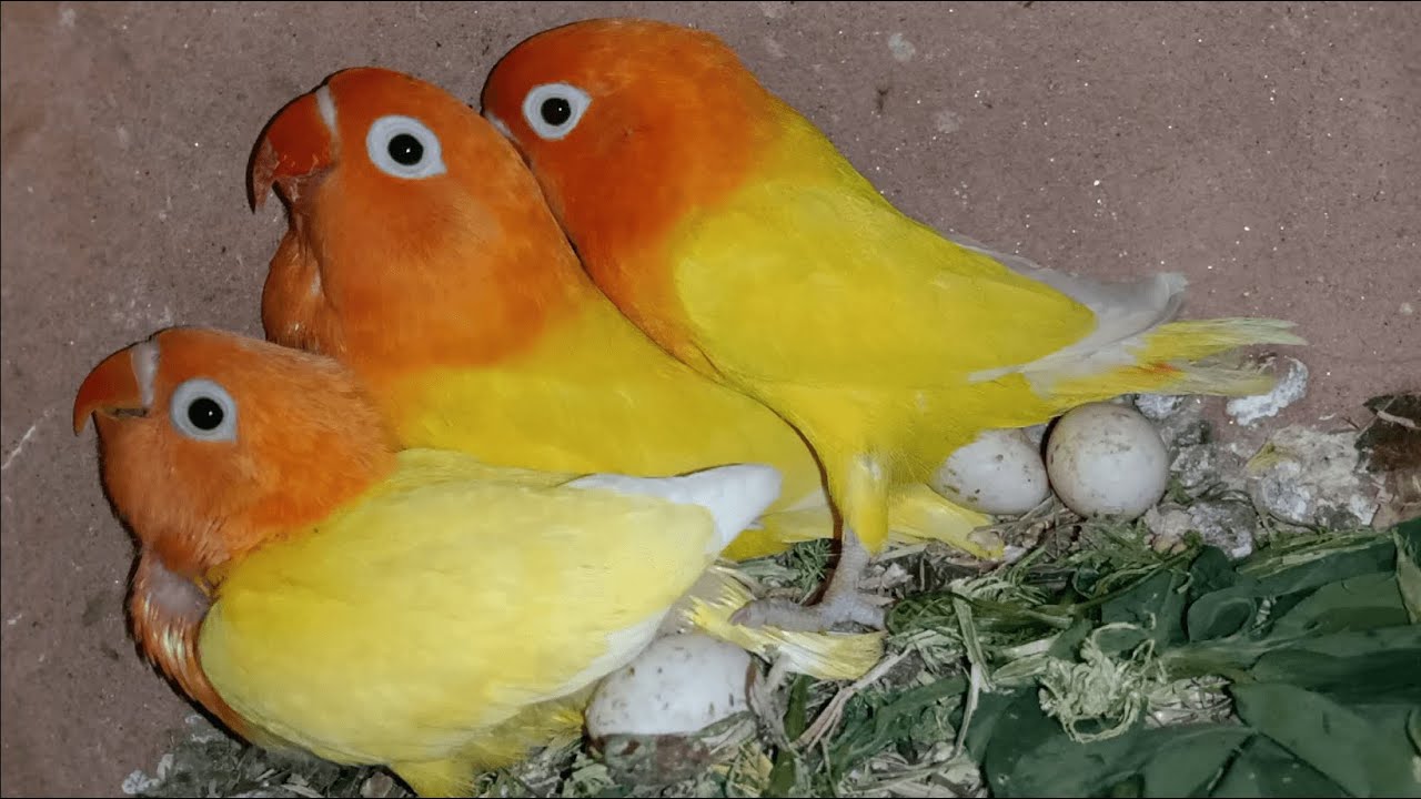 Albino and Lutino Lovebird Booking Start By Siddique Bhai Behtreen Progress in Urdu/Hindi