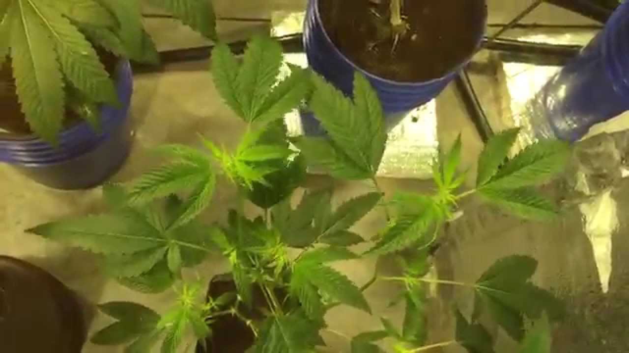 Platinum OG Nanolux DE grow. Day 11 of flower
