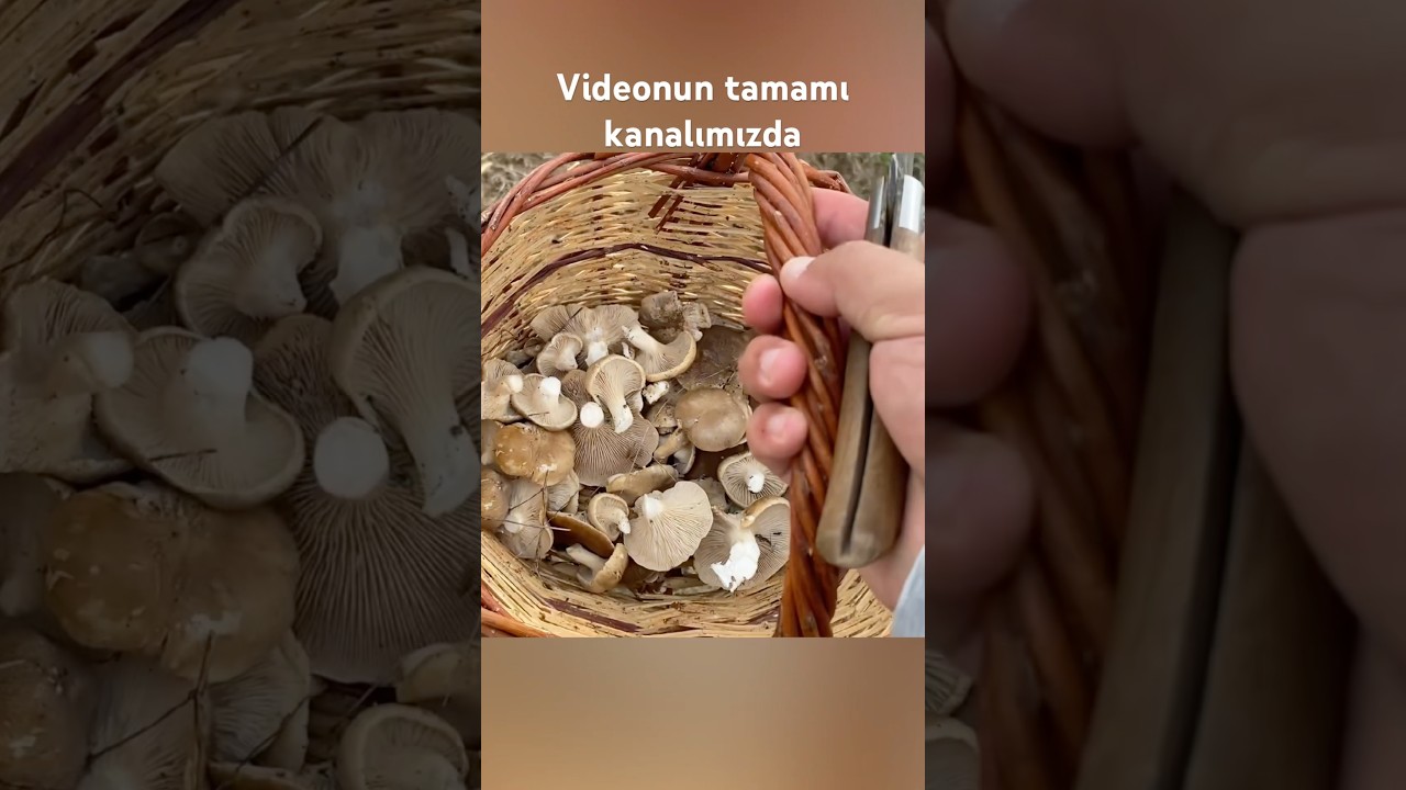 Если вам интересно, вылез ли грибок из уха, вы можете посмотреть полное видео на нашем канале. Пр...