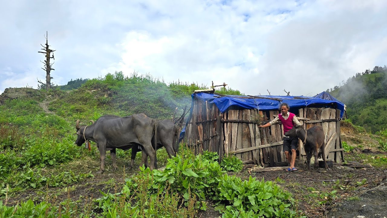 Best Life in The Nepali Himalayan Village Rainy Season ।Documentary Video Shepherd Life ।VillageLife