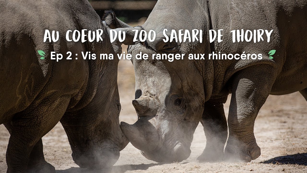 Au coeur du ZooSafari de Thoiry - Ep.2 