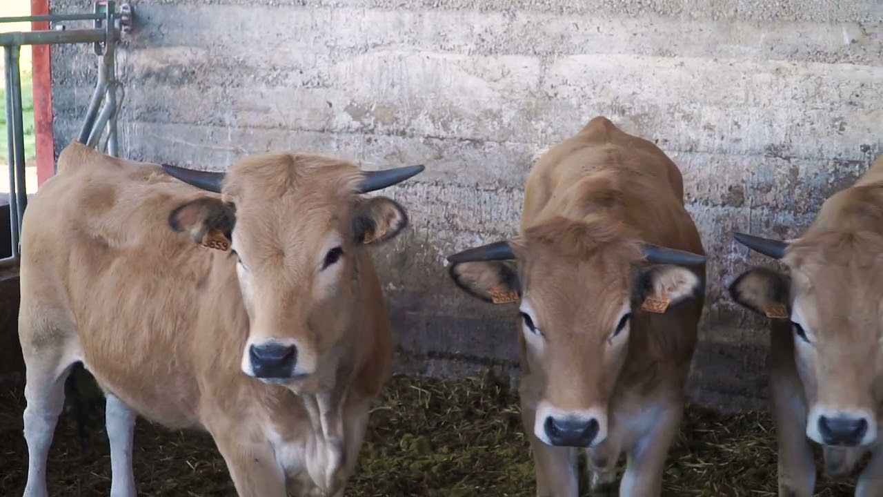 Ferme d'Ambias - le goût des produits fermiers de l'Aveyron