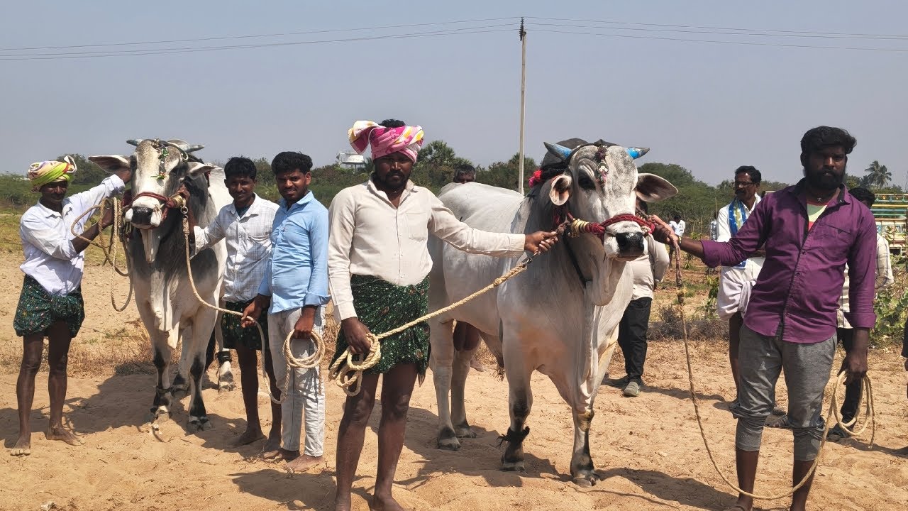 🔴 గువ్వల దిన్ని 3 బండ్లు గిరక పోటిలు 2026 //  3. జత
