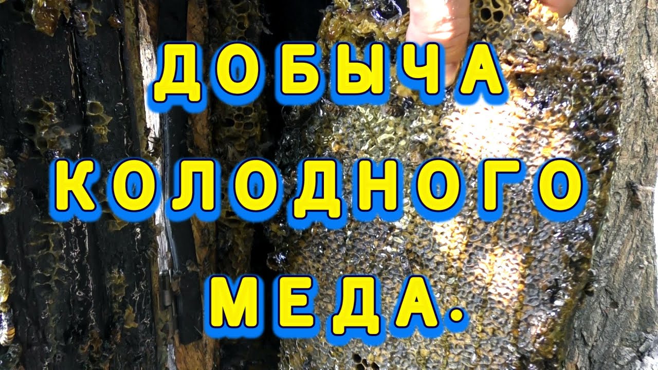 КОЛОДНИЙ МЕД. ДОБЫЧА.