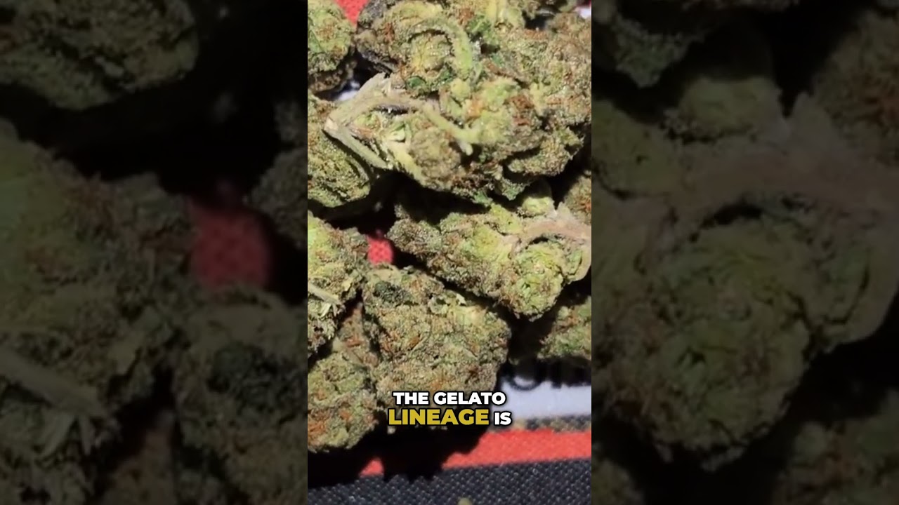 Gelato Cannabis: Smooth High or Overwhelming Experience? #shorts