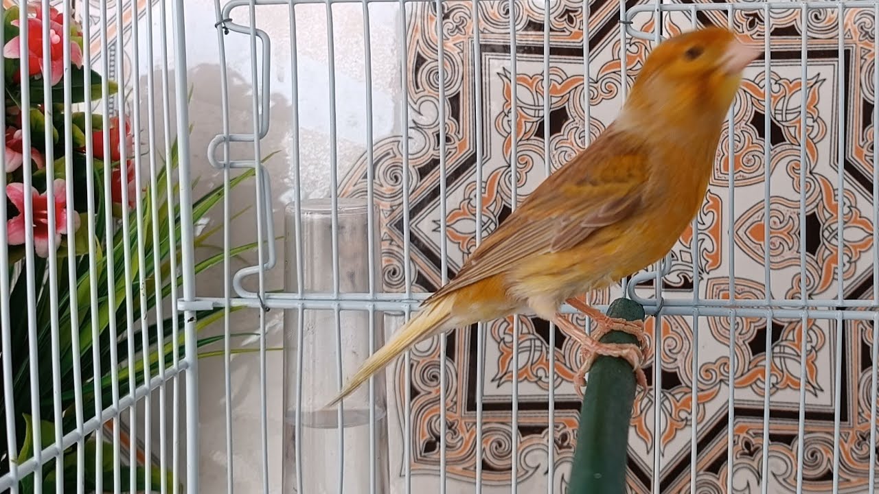 chant canaris Jaspé  تغريد كناري جاسبي