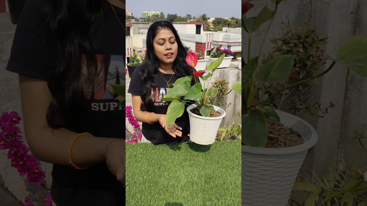 Common confusions about Anthurium🤔 #shorts #ytshorts #anthurium #trending #viral #garden #plants