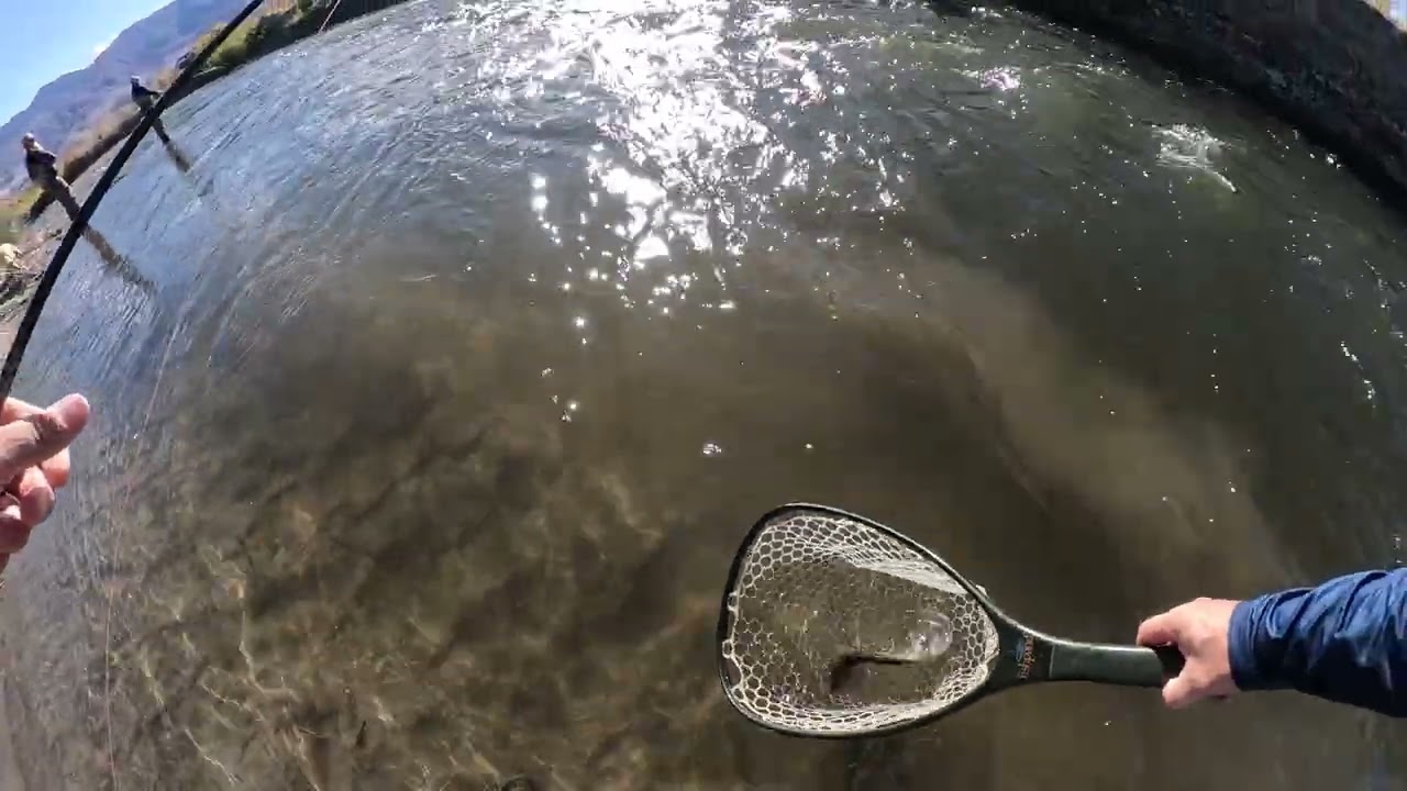 Lower Owens Euro Nymphing - Sierra Trout Magnet Guided Trip - Lots of Fish in a Few Hours 10-3-2025