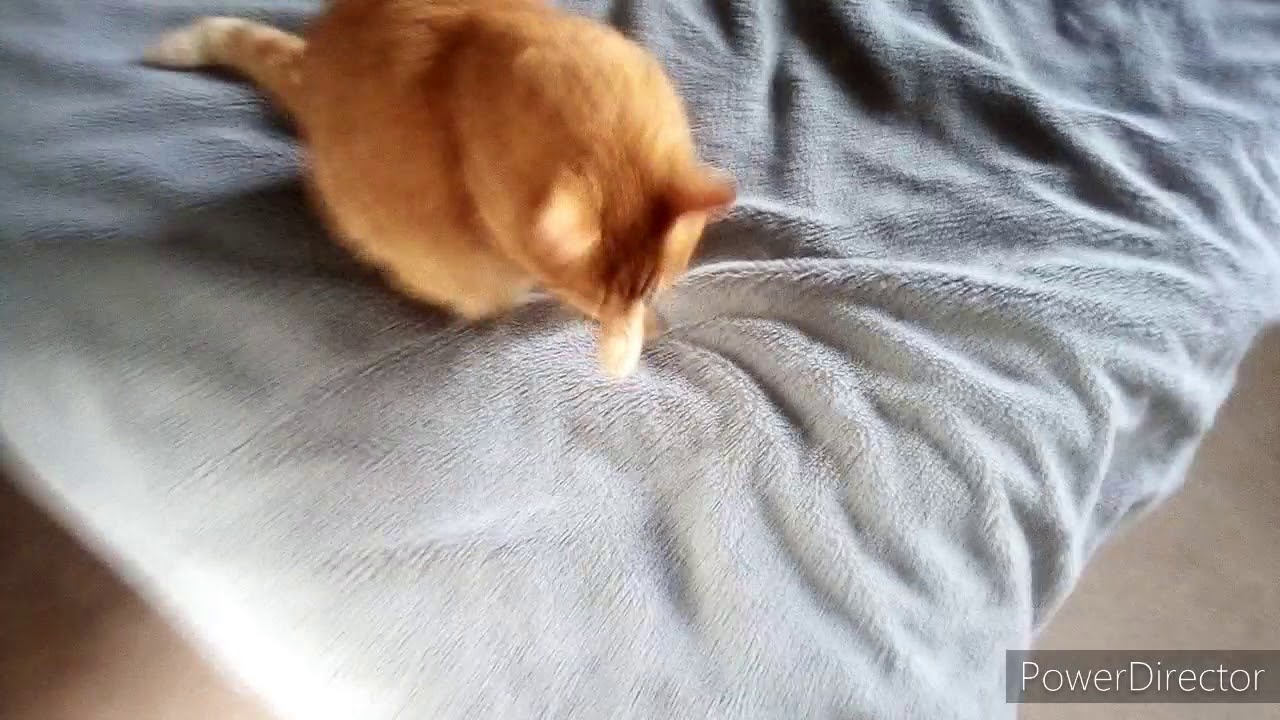 Tiervlog #1