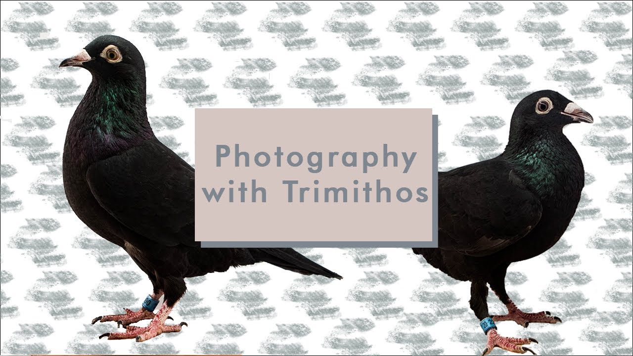 Photo Vlog 02 Trimithos - Pigeon Photography
