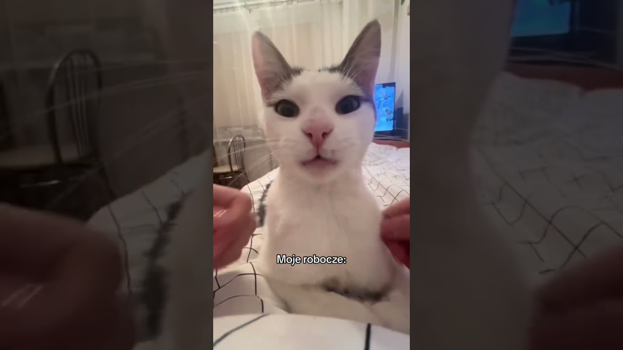 Kto już poznał mojego francuskiego kotka?😂