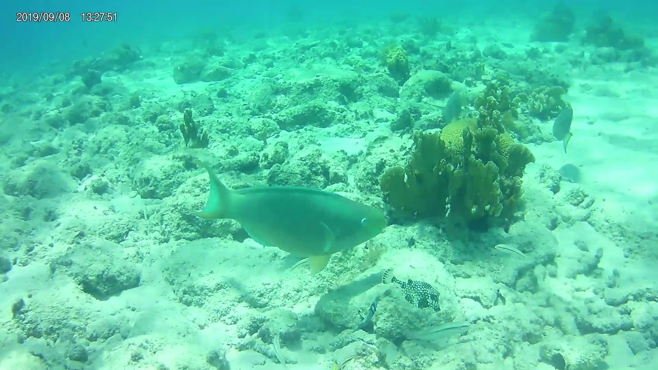 Snorkeling at Cas Abou Beach Curacao