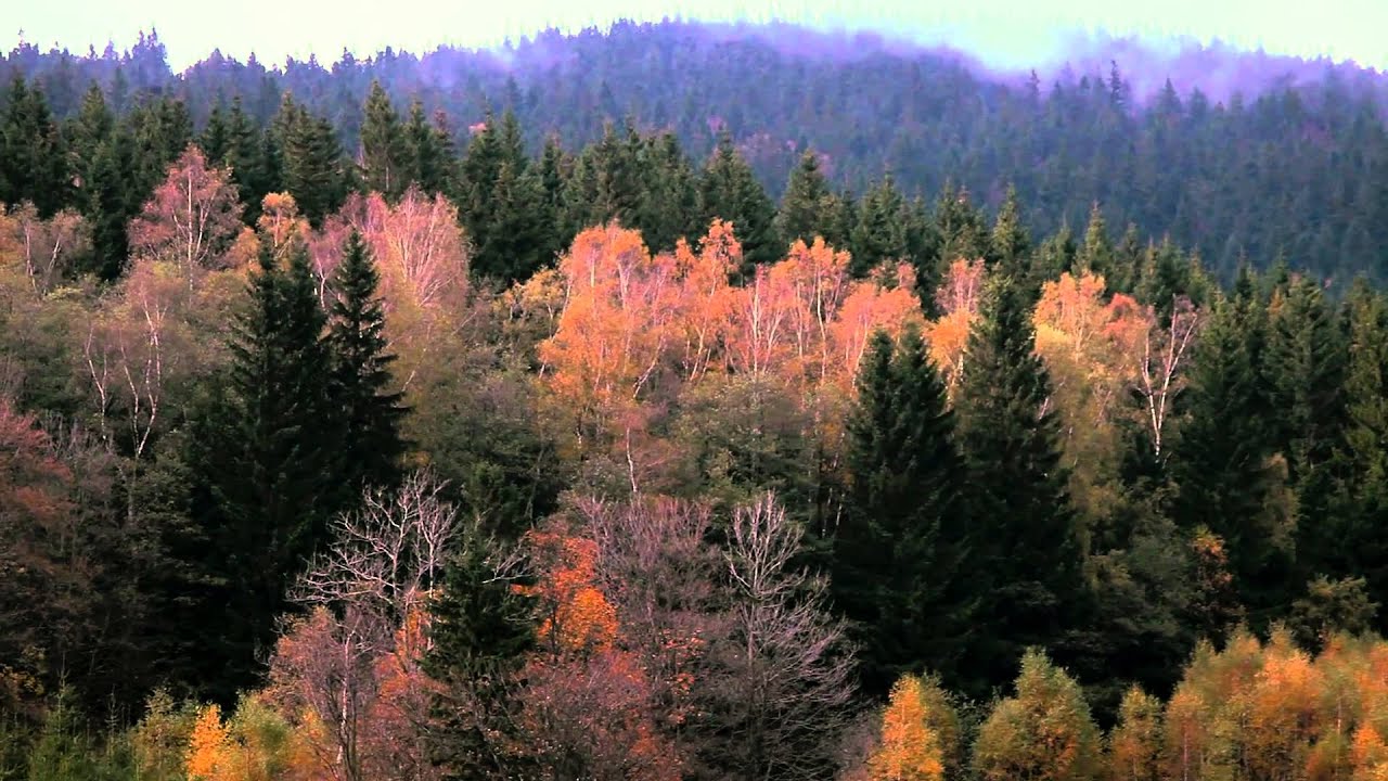 Kamienica - U stóp Śnieżnika