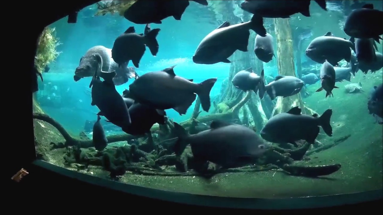 Cosmocaixa, Biggest fresh water amazon tank, 400 Tons