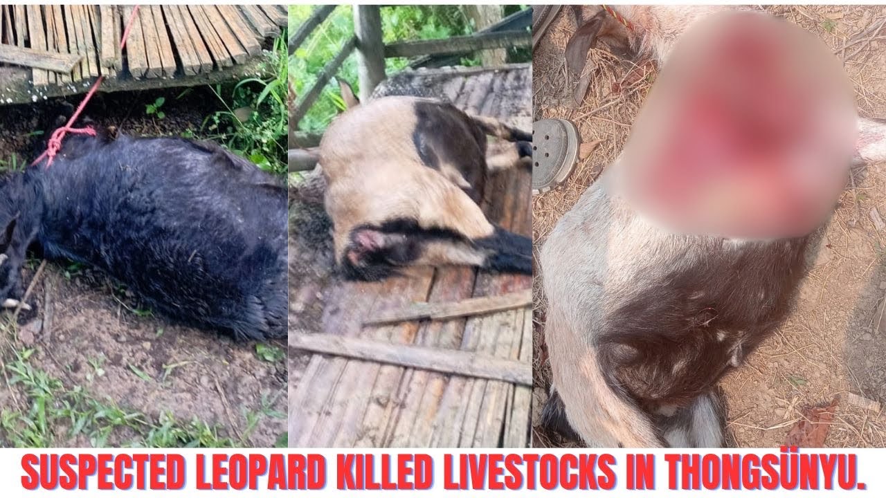 Suspected Leopard killed livestocks in Thongsünyu Village | Tseminyu | Nagaland ||