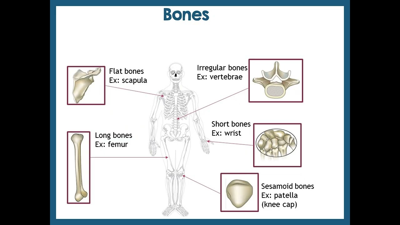 201 Bone Lecture