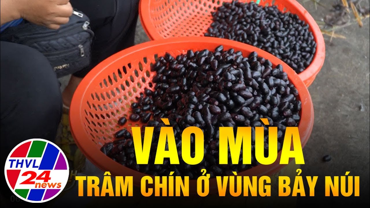 V&agrave;o m&ugrave;a tr&acirc;m ch&iacute;n ở v&ugrave;ng Bảy N&uacute;i
