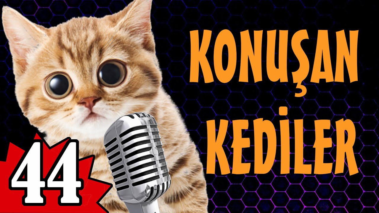 Komik Kedi Videoları - Konuşan Kediler 44
