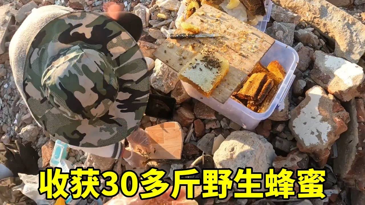 今天收获三十多斤野生蜜，晶莹剔透太漂亮了，又赚了三千块! #乡村生活#挖蜜