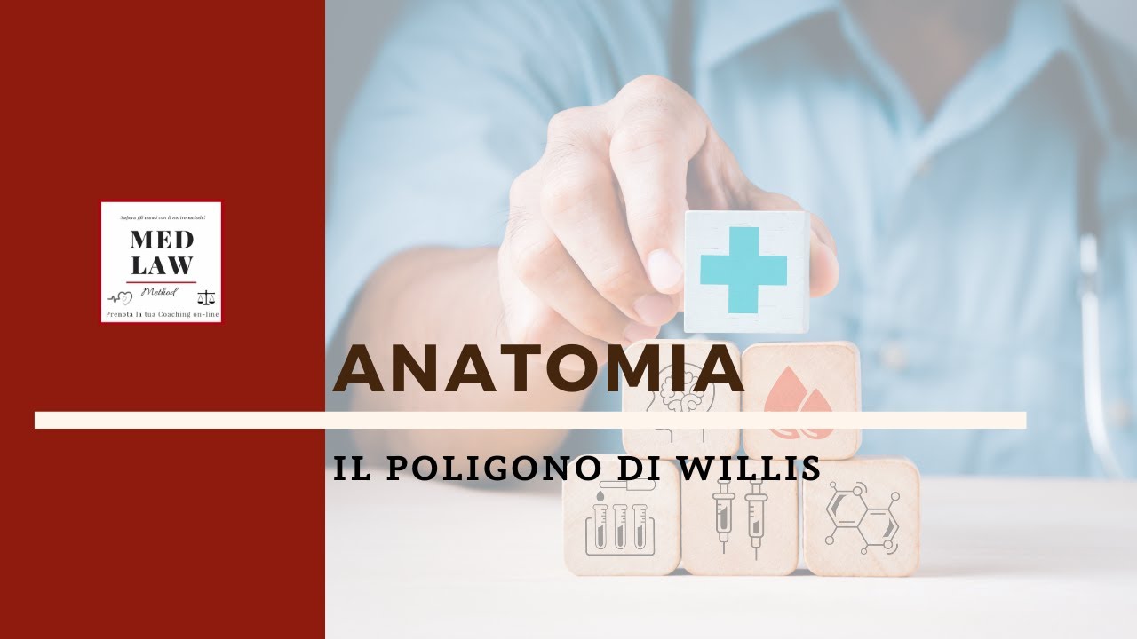 Anatomia: Poligono di Willis, con il Palazzo della Memoria
