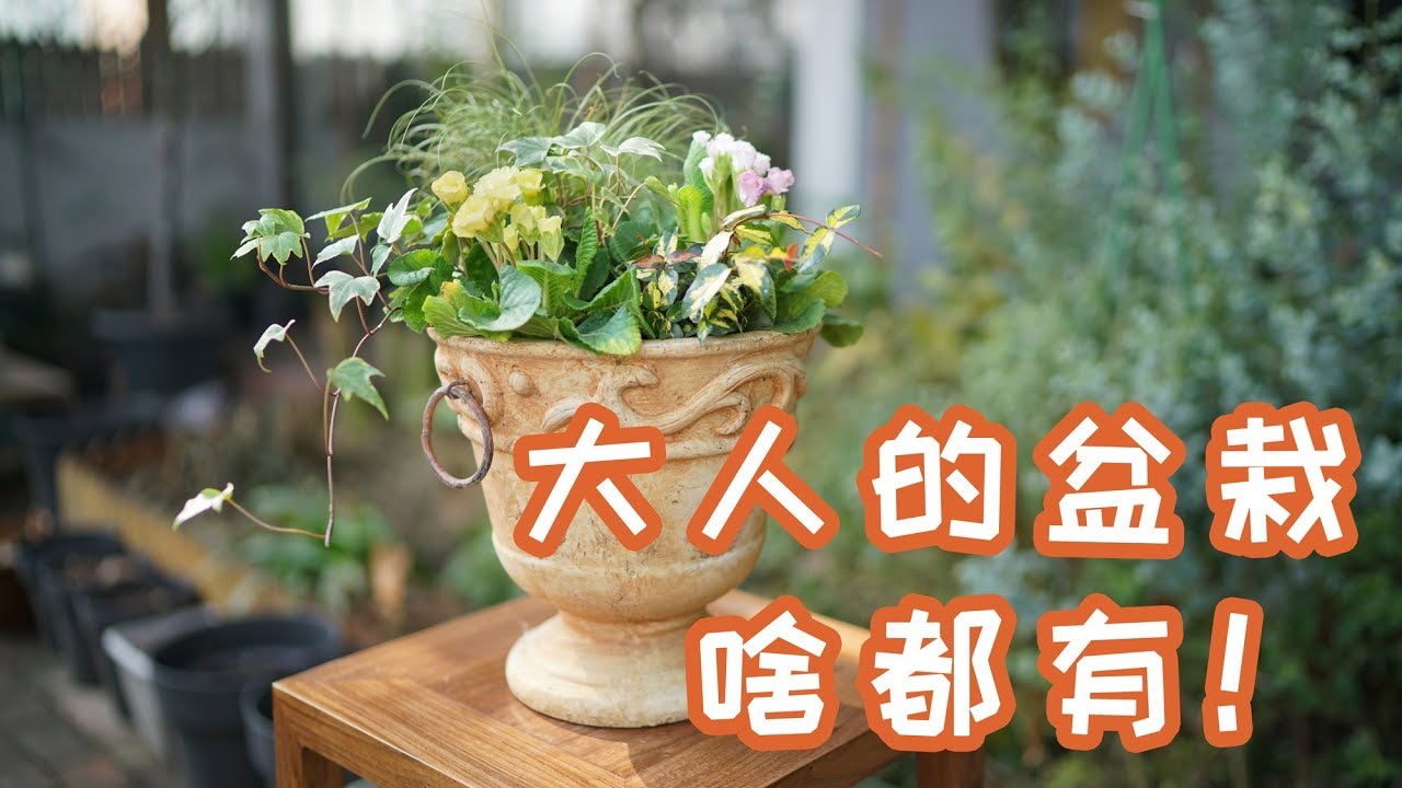 种一盆叫春天的小盆栽【园丁小饭】*4K