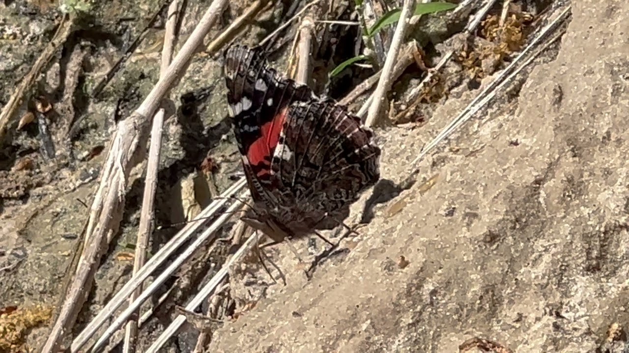 Red Admiral Along Cypress Creek 3Mar2023