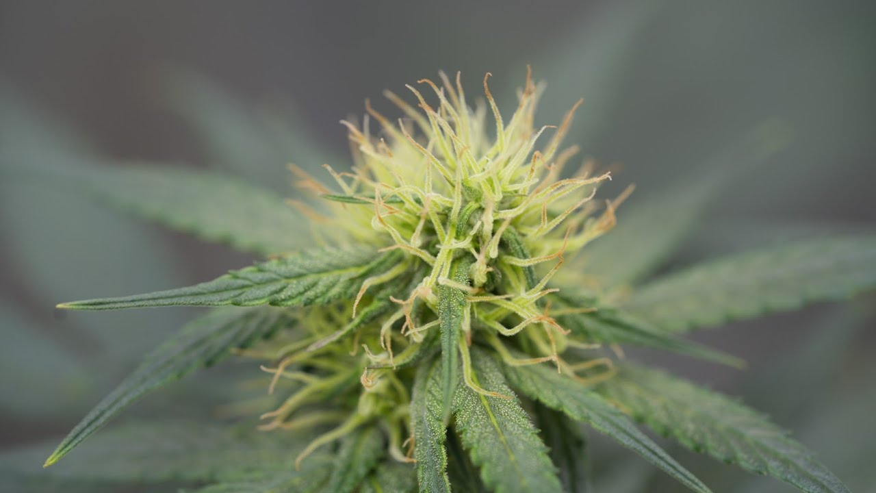 How to Grow Weed (Wedding Cake Seed to Harvest)