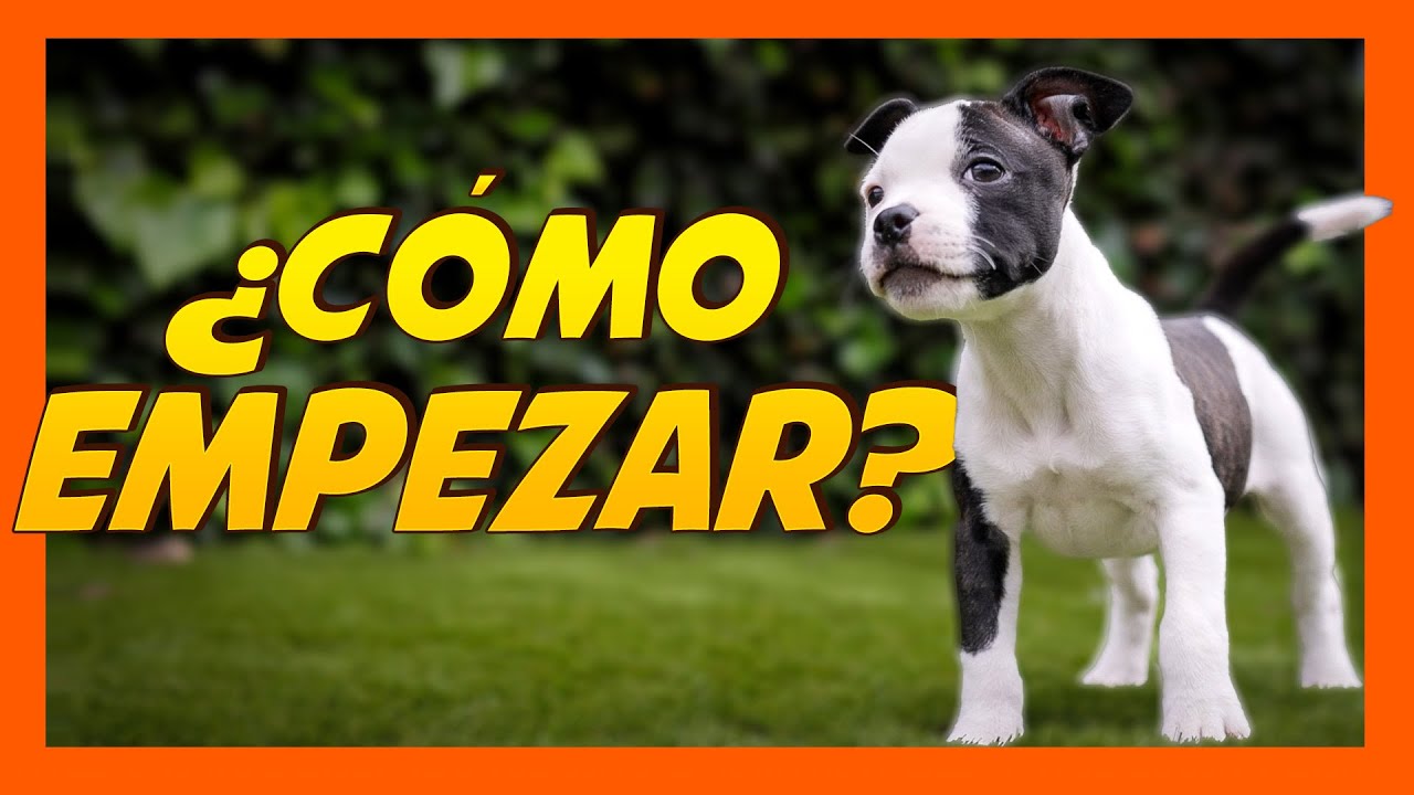🏠 Cómo preparar la CASA para la LLEGADA del CACHORRO 🐶📝