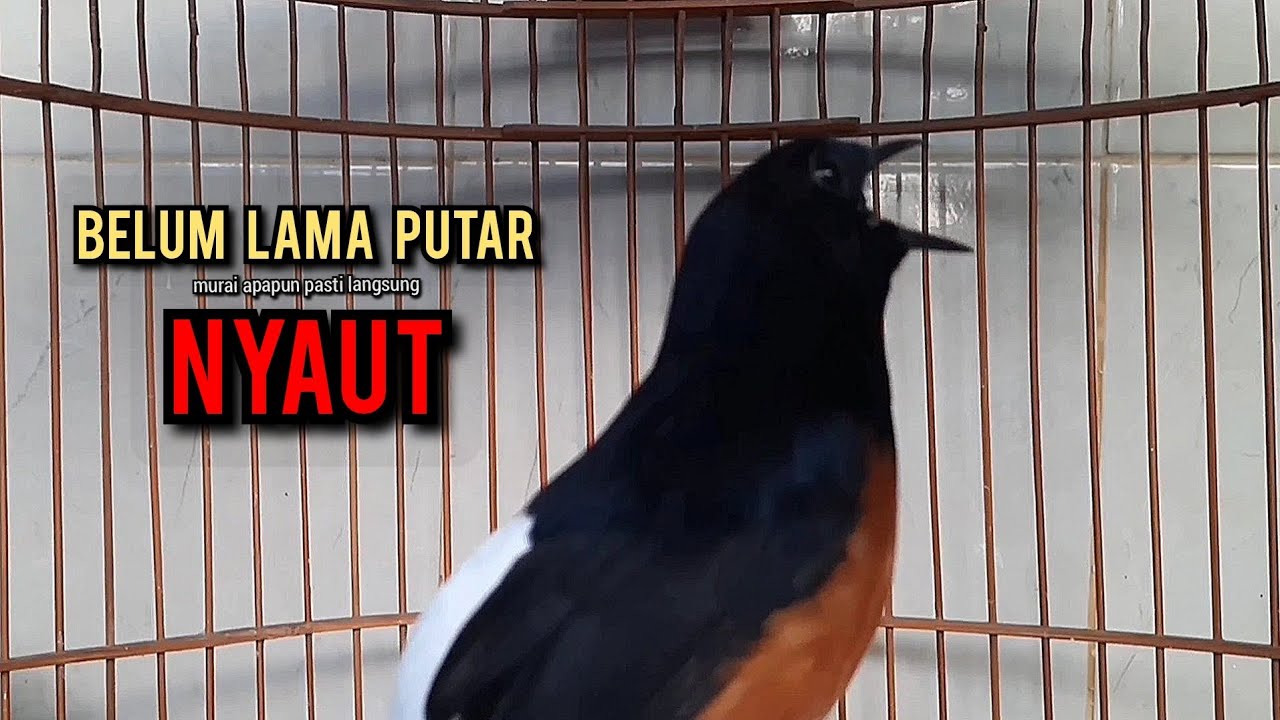 murai batu gacor AMPUH buat PANCINGAN murai batu agar bunyi JADIKAN burung murai gacor EMOSI