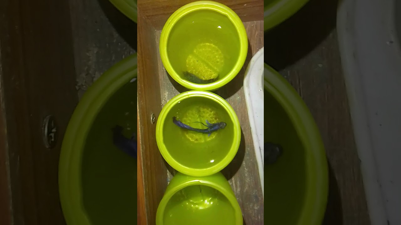 #fitar #fish
