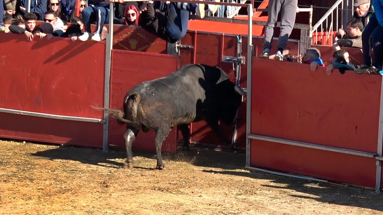 El Toro Abre la Puerta del Callejón Ajalvir 2025mp4