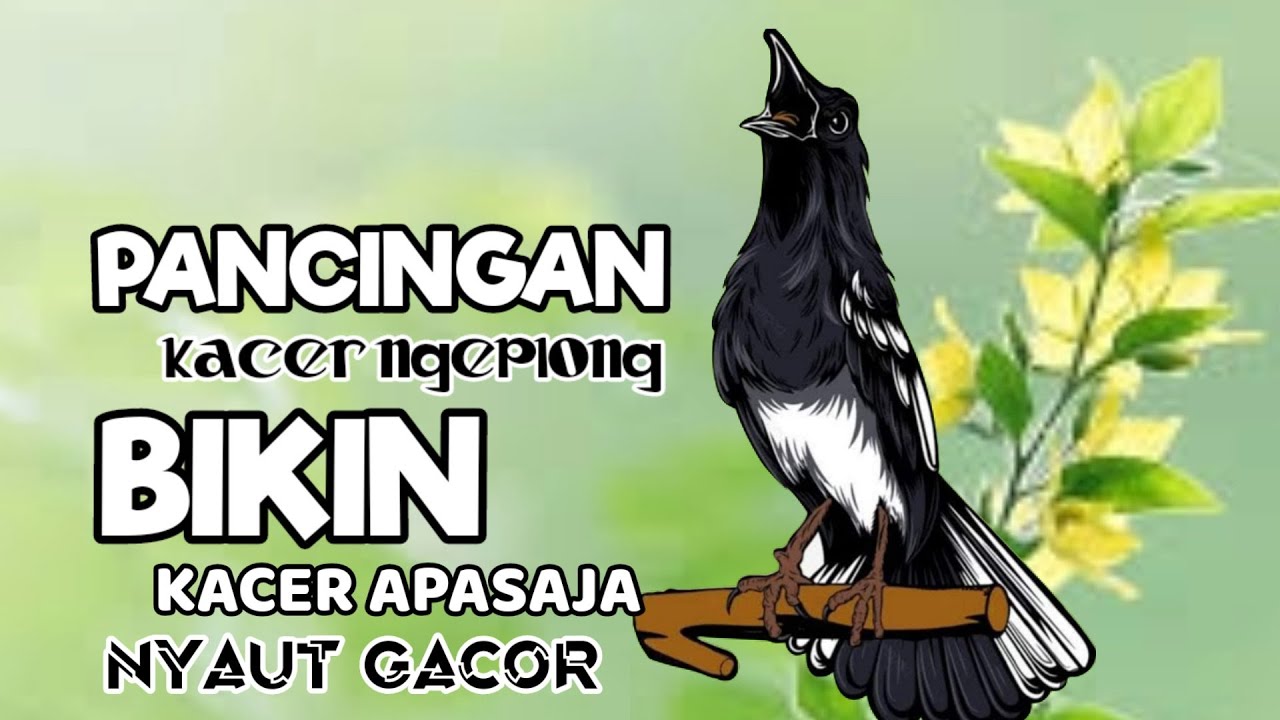 PANCINGAN SUARA KACER NGEPLONG INI BIKIN KACER BAHAN BUNYI, LANGSUNG NYAUT GACOR!