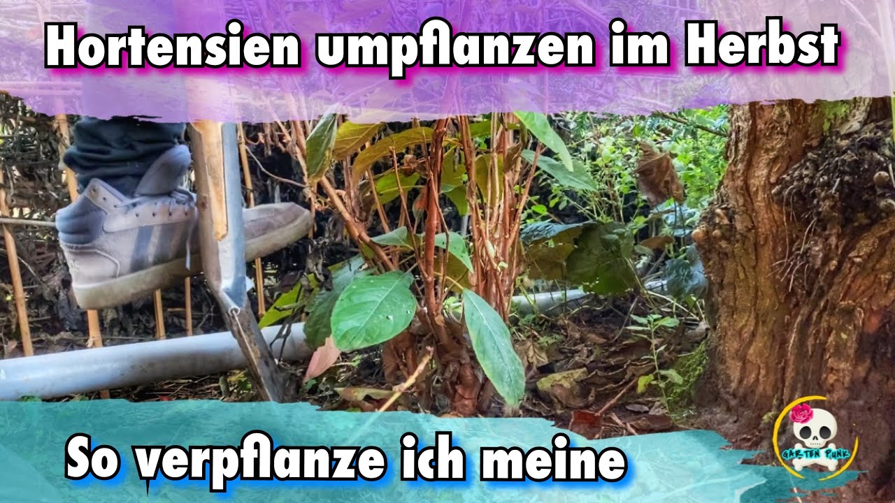 Hortensien umpflanzen - Hortensien umsetzen |so verpflanze ich meine Hortensie/ Freiland Hortensien