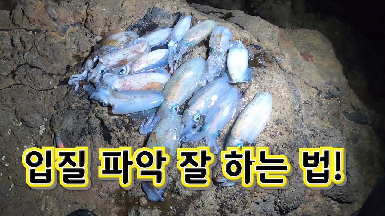 무늬오징어 에깅낚시 입질 파악 잘하는 세가지 방법!!(Ulleungdo Big fin squid  fishing,Sea Lure Fishing)
