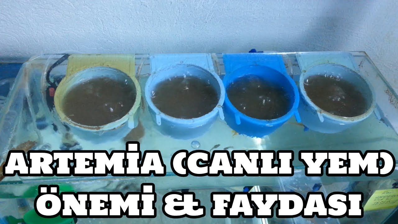 Artemia (Canlı Yem) Önemi & Faydası