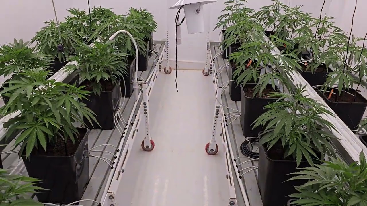 Dj Shorts Blueberry F4 Phenohunt