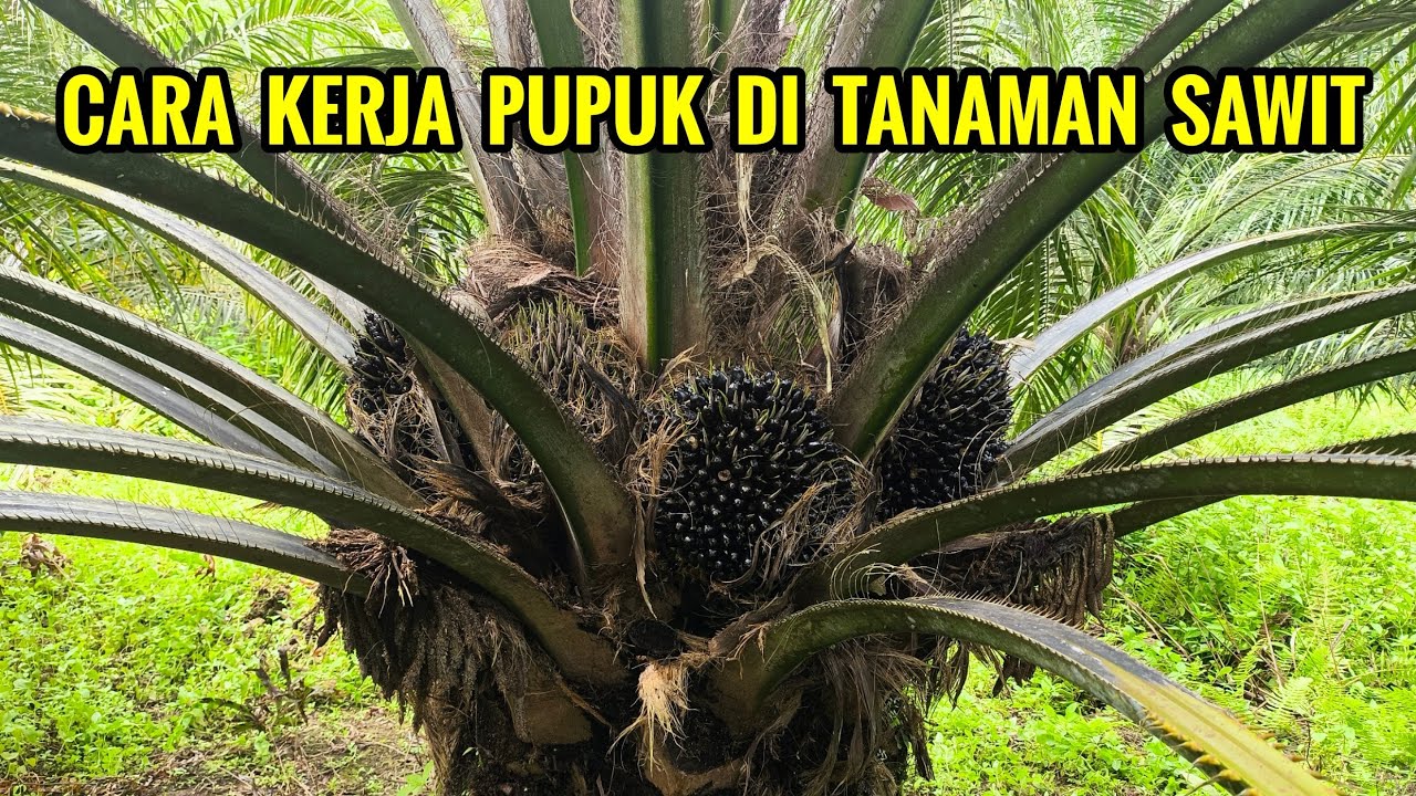 Wajar sudah di pupuk belum ada hasil!!! Begini tahapan reaksi pupuk pada tanaman sawit 