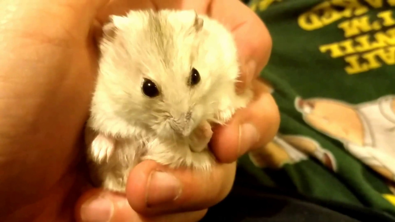 Dwarf Hamster licks and nibbles owner's finger while being held
