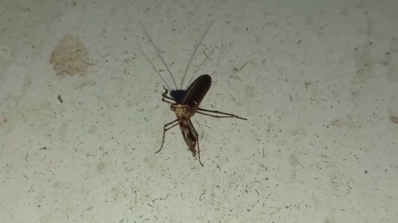 The Praying Mantis