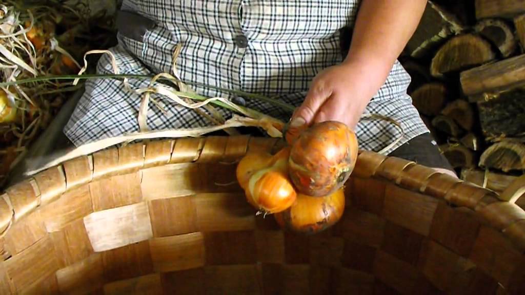 As cebolas