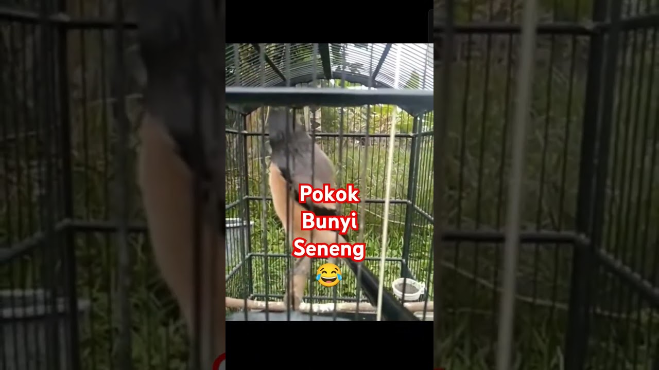 cendet materi kenari 