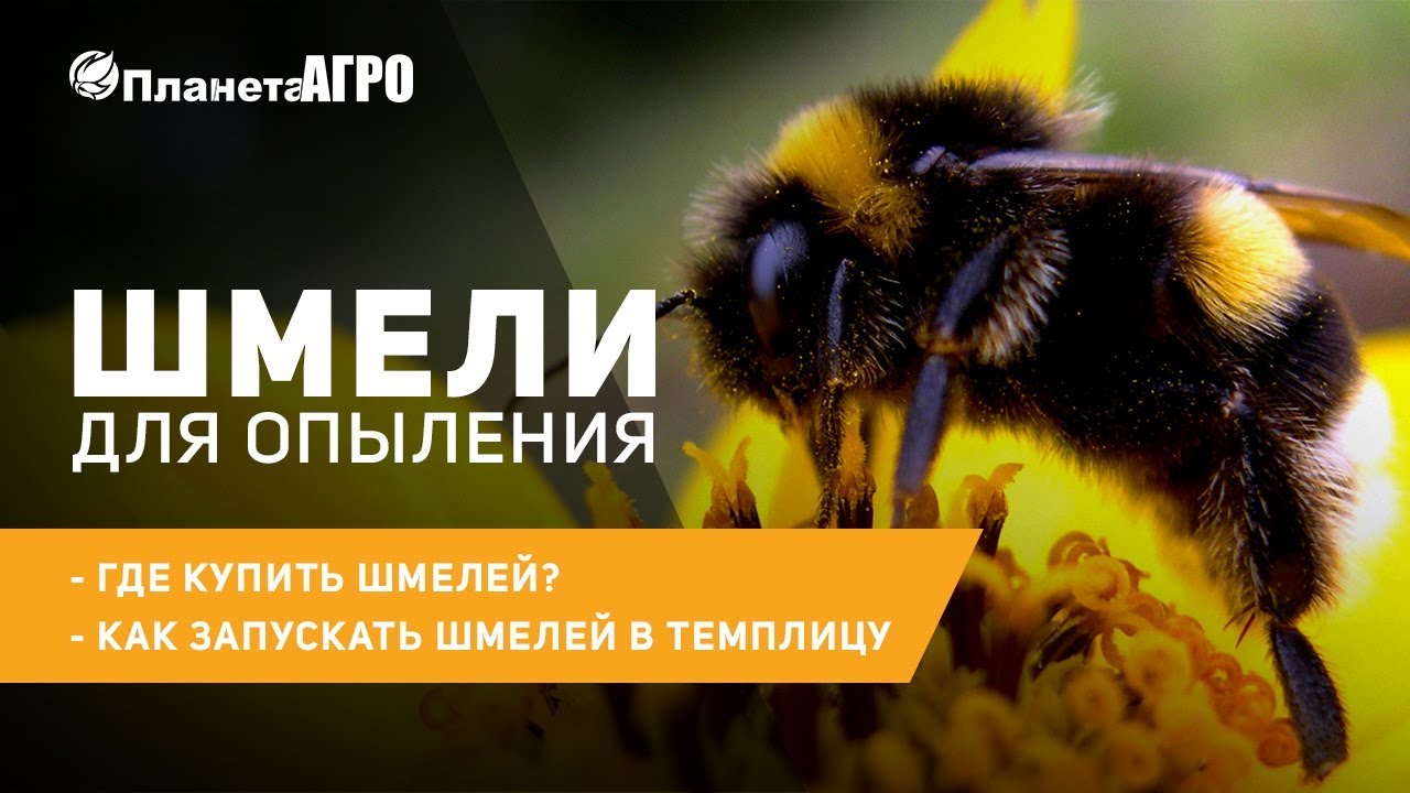 🐝 Шмели для опыления ✔️ где купить шмелей ✔️ как запускать шмелей в теплицу | 🌿 Планета Агро